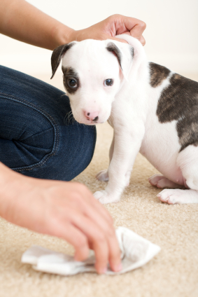 Pet Odor & Stain Removal